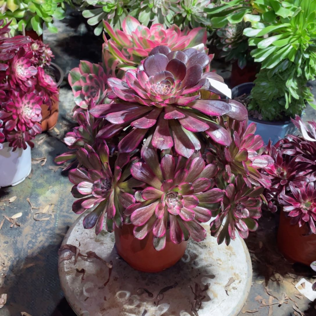 多肉植物红金钢067