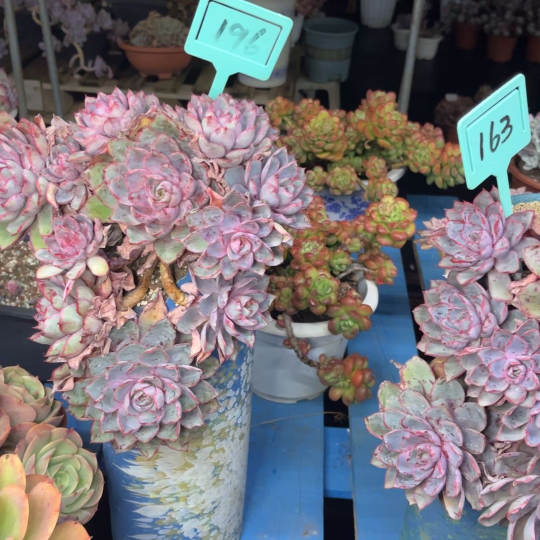 小雨多肉一物一拍赫拉