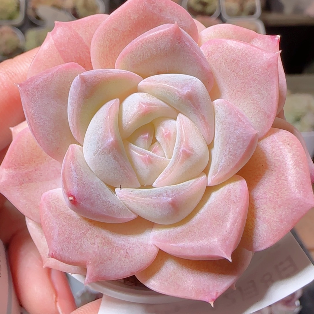 花语多肉1208-105良辰