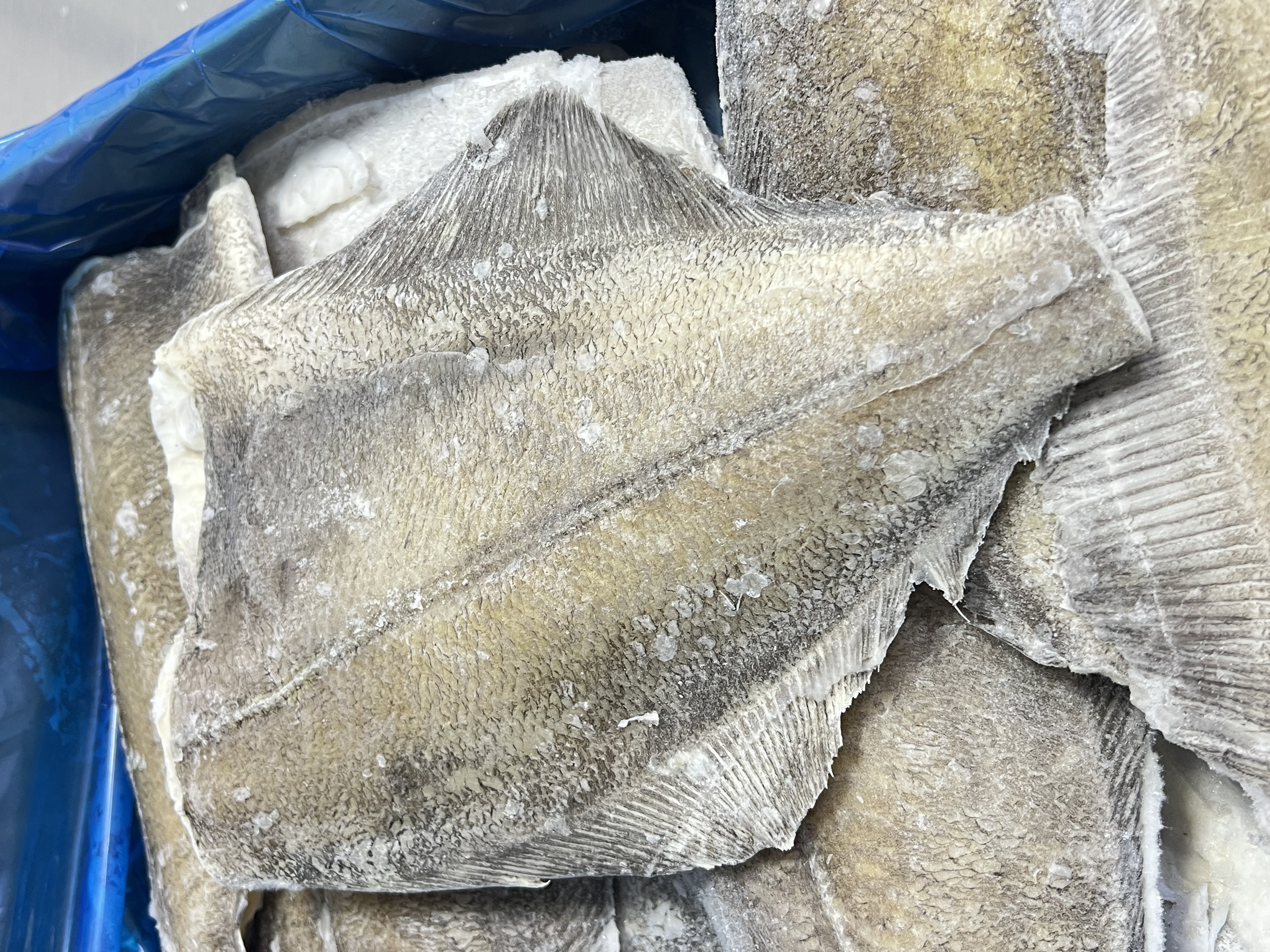 【3号】 深海鲽鱼身  现称现发