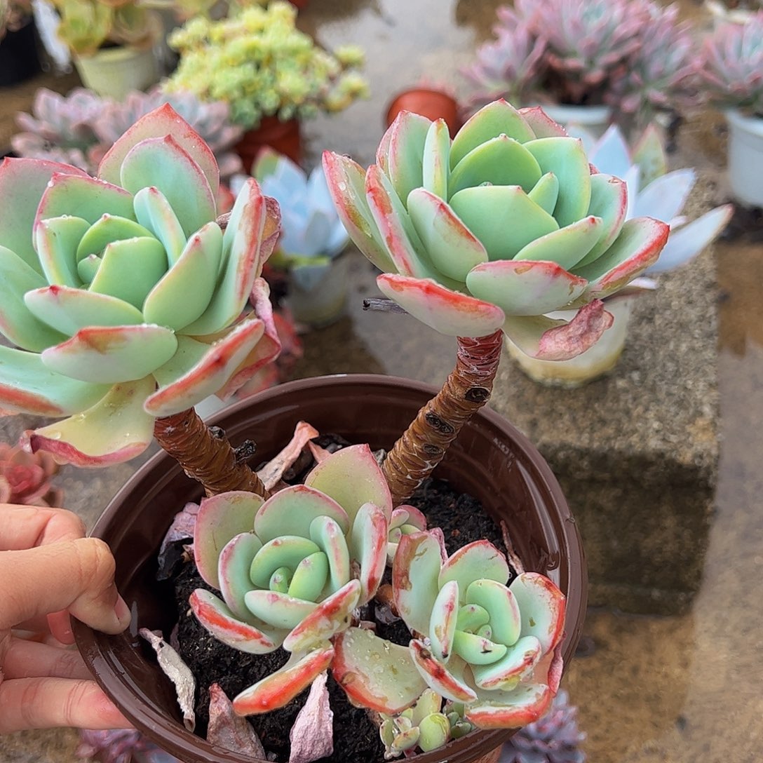 白月光多头群生老桩大长腿