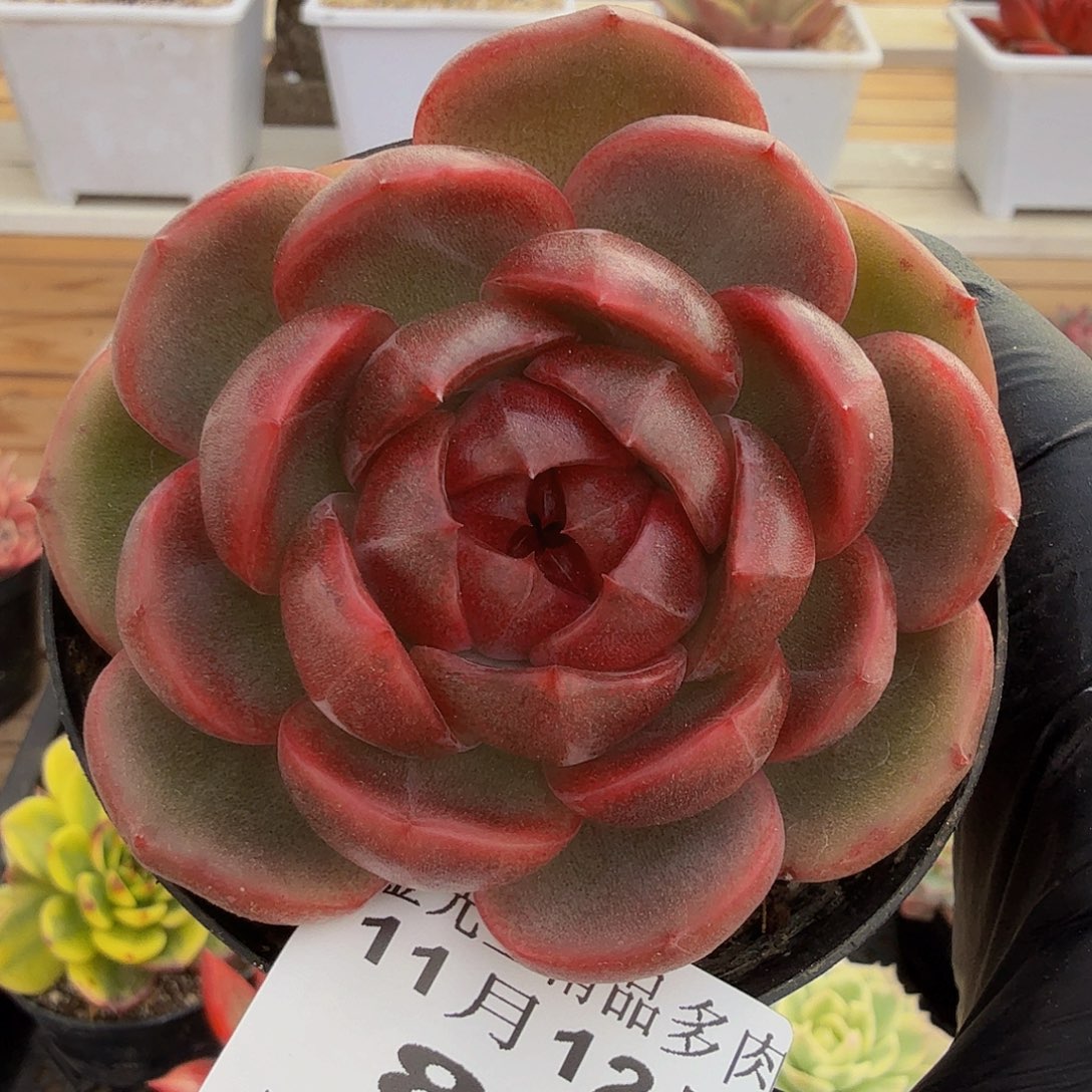 1112-86般若珍妮单头