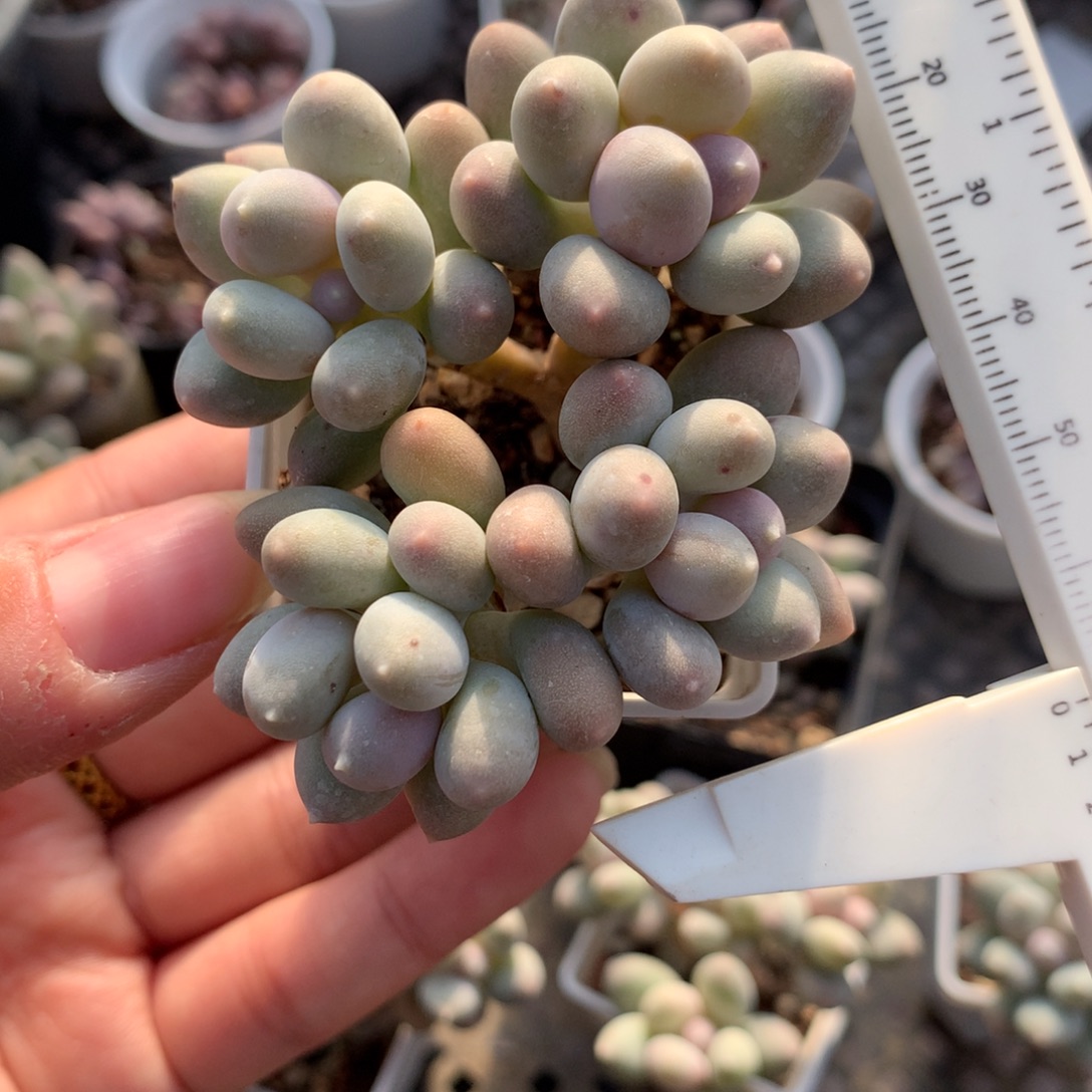 芝士奶酪溜溜球多肉