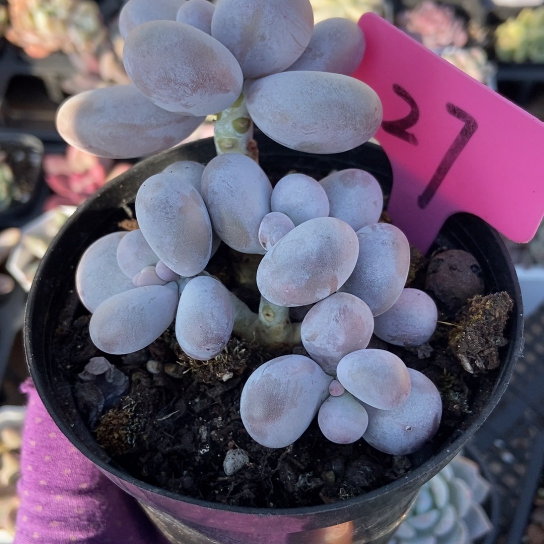 27橙雪球多肉植物