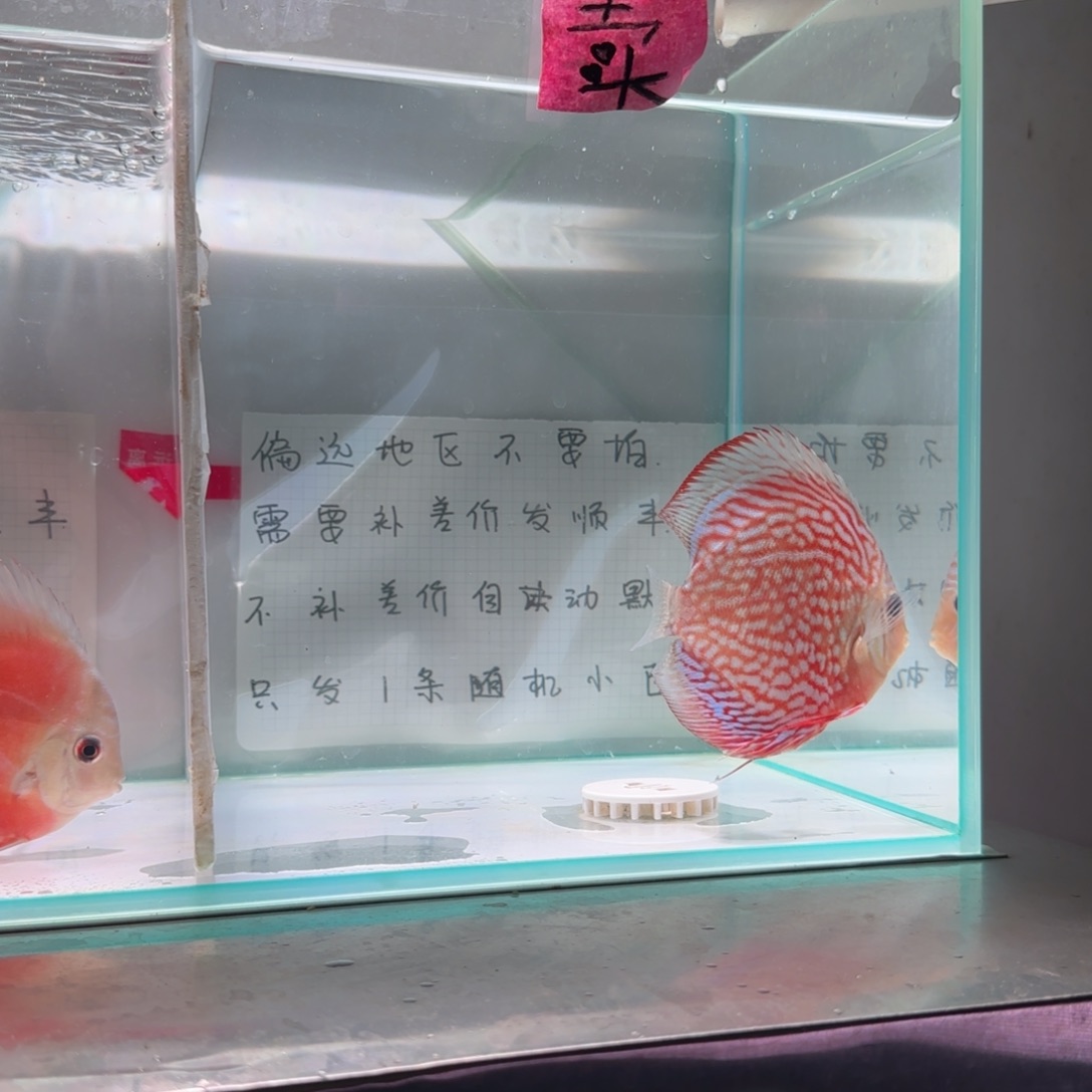 七彩神仙鱼七彩神仙鱼8-11