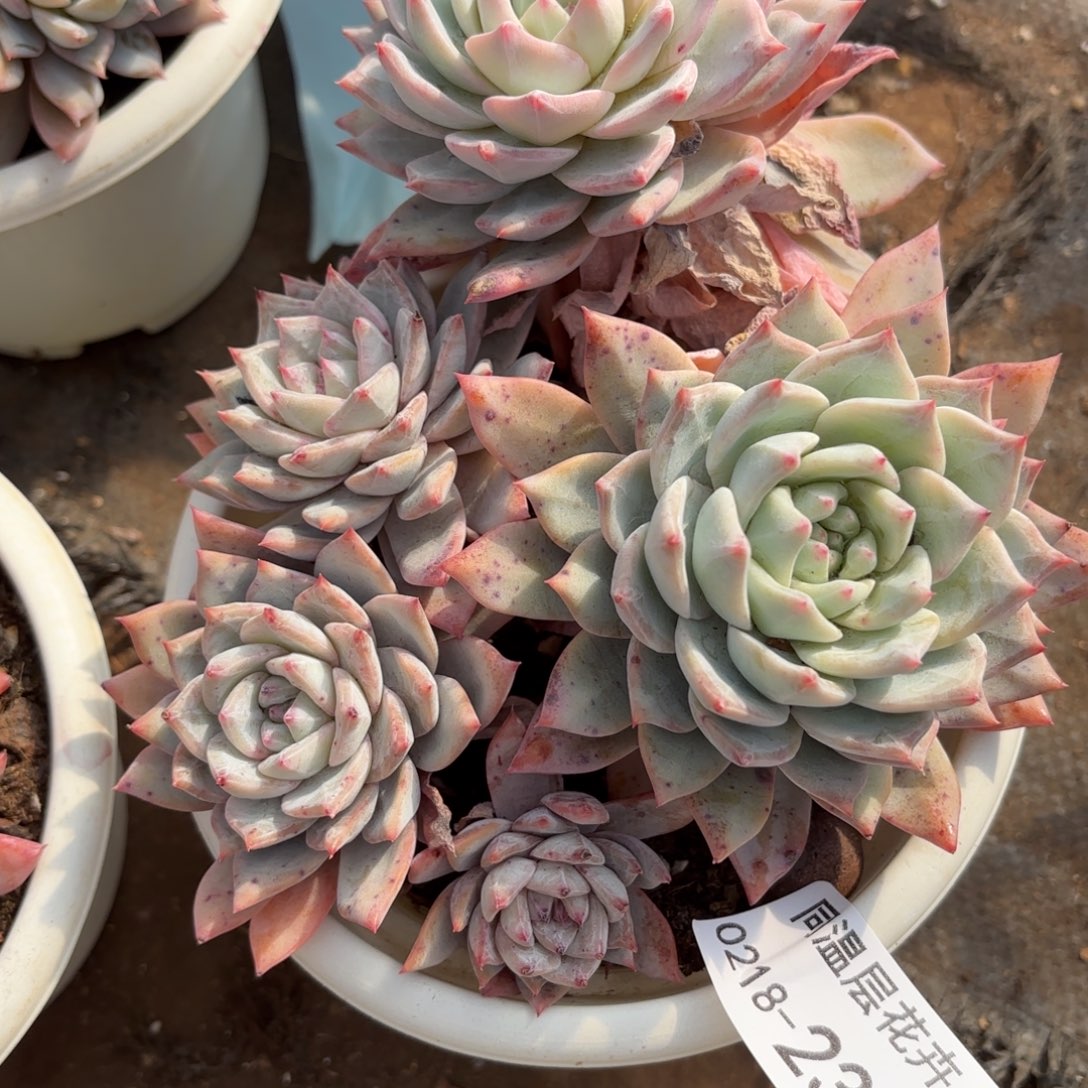 同温层多肉232粉蓝鸟