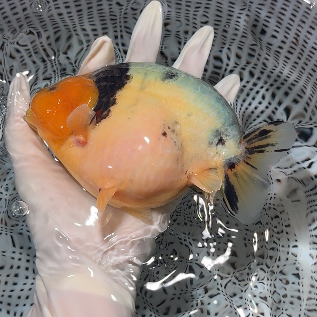 金鱼大种高货兰寿