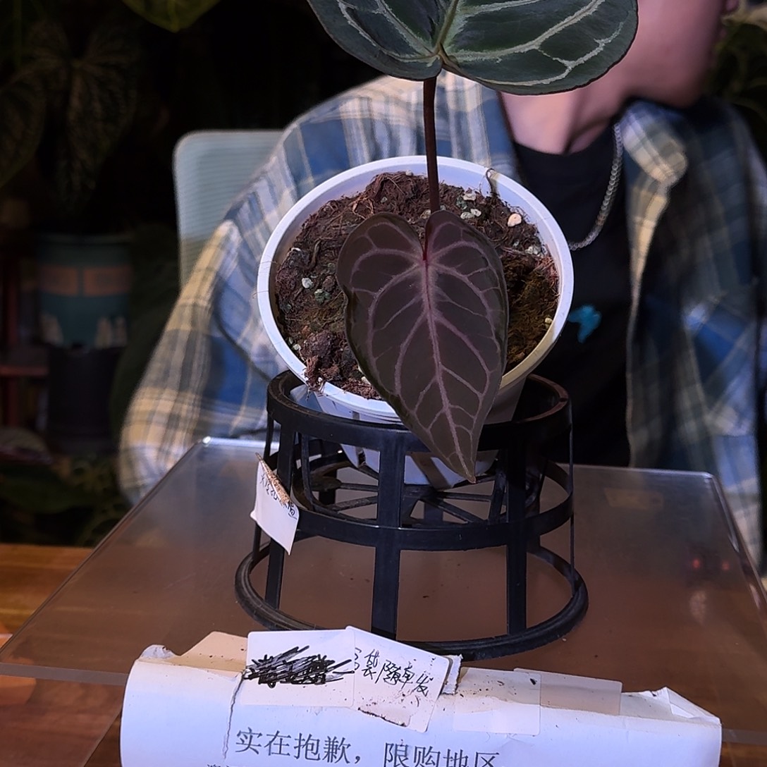 不开花植物D158紫水晶杂阿波罗