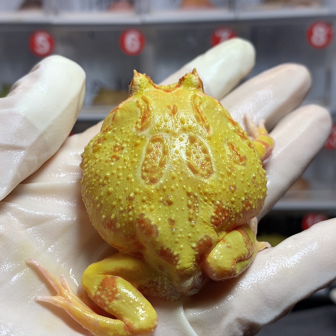 角蛙2509 黄金角蛙