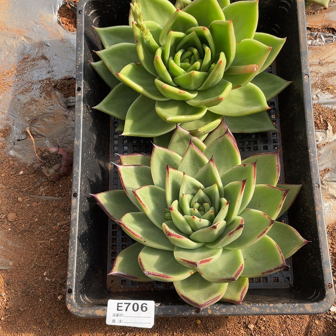 若如东云单拍E706