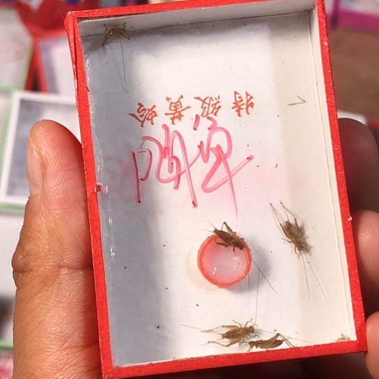 大***昊蟋蟀3333333333333333