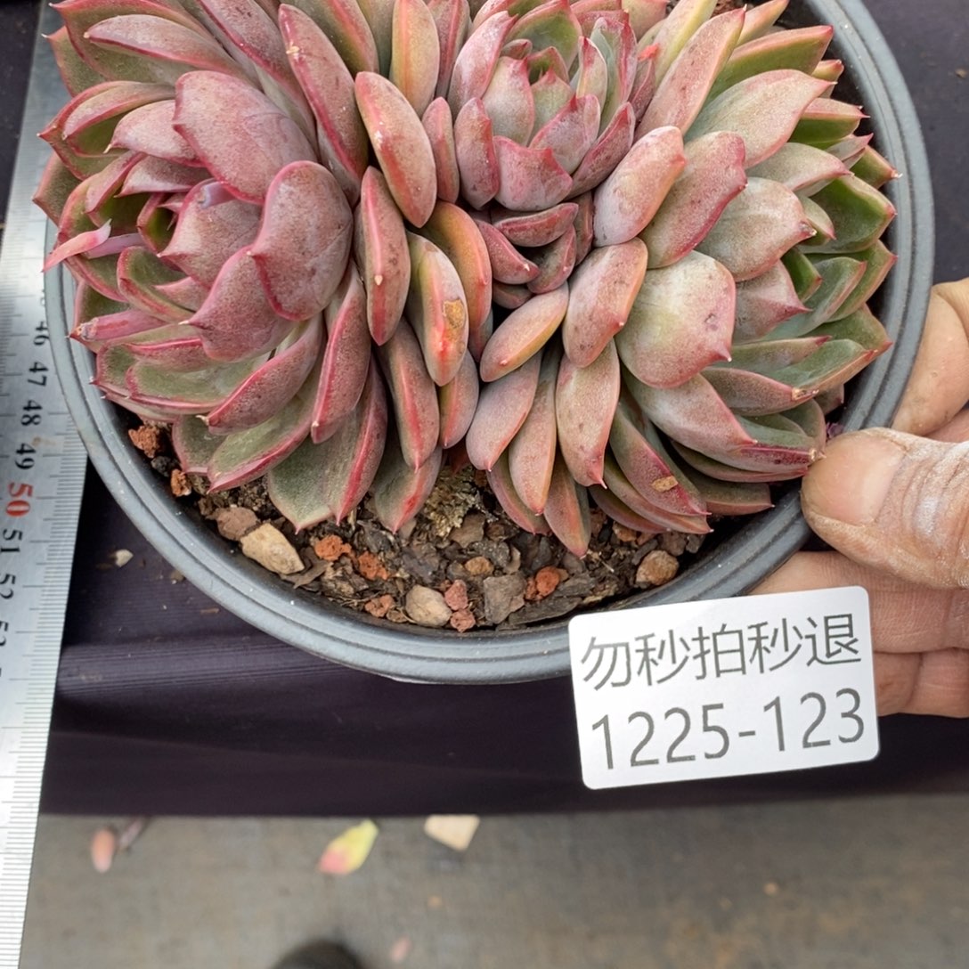 勿秒拍秒退 1225-123liuliuqiu