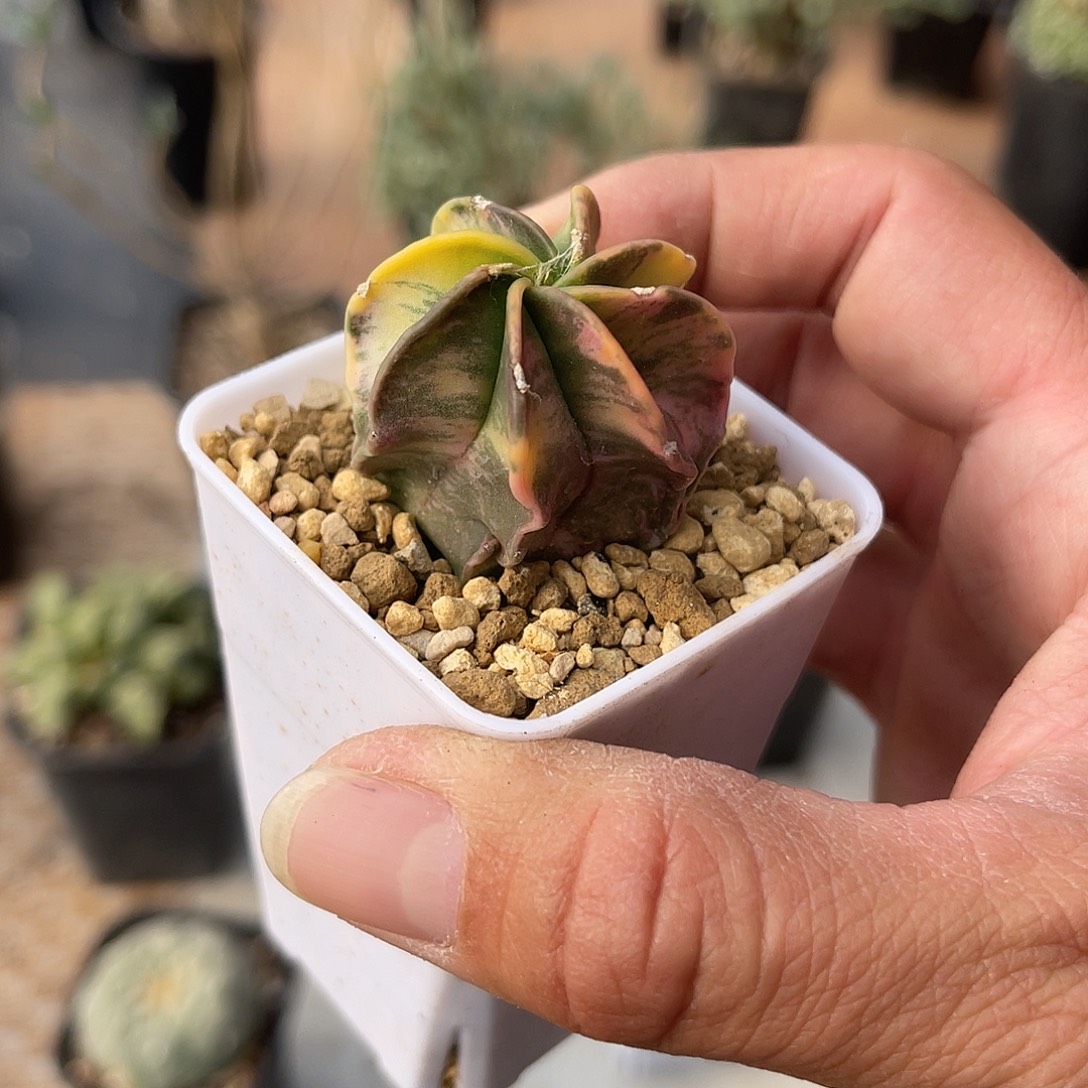 实生大风玉锦一物一拍