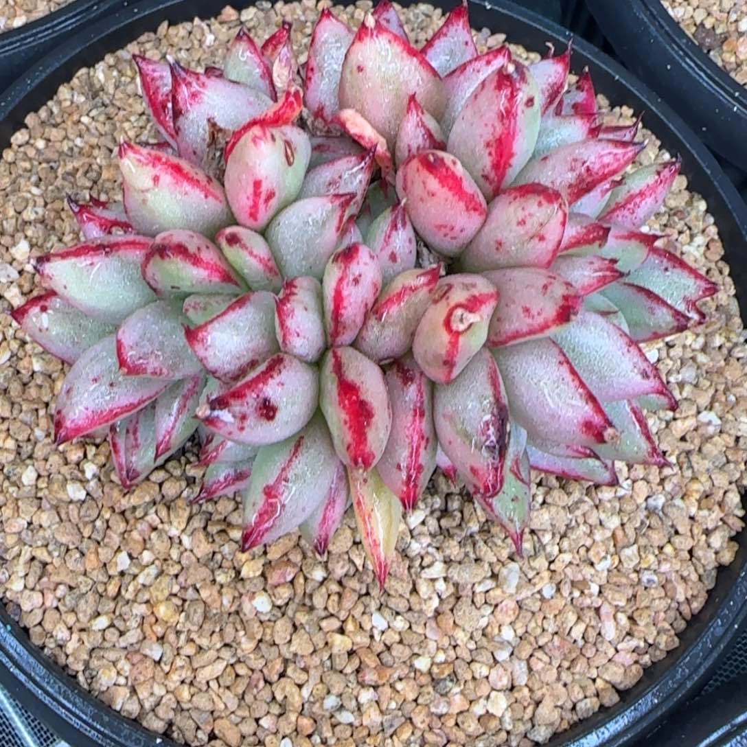 从前慢甄选多肉编号玛丽亚锦缀