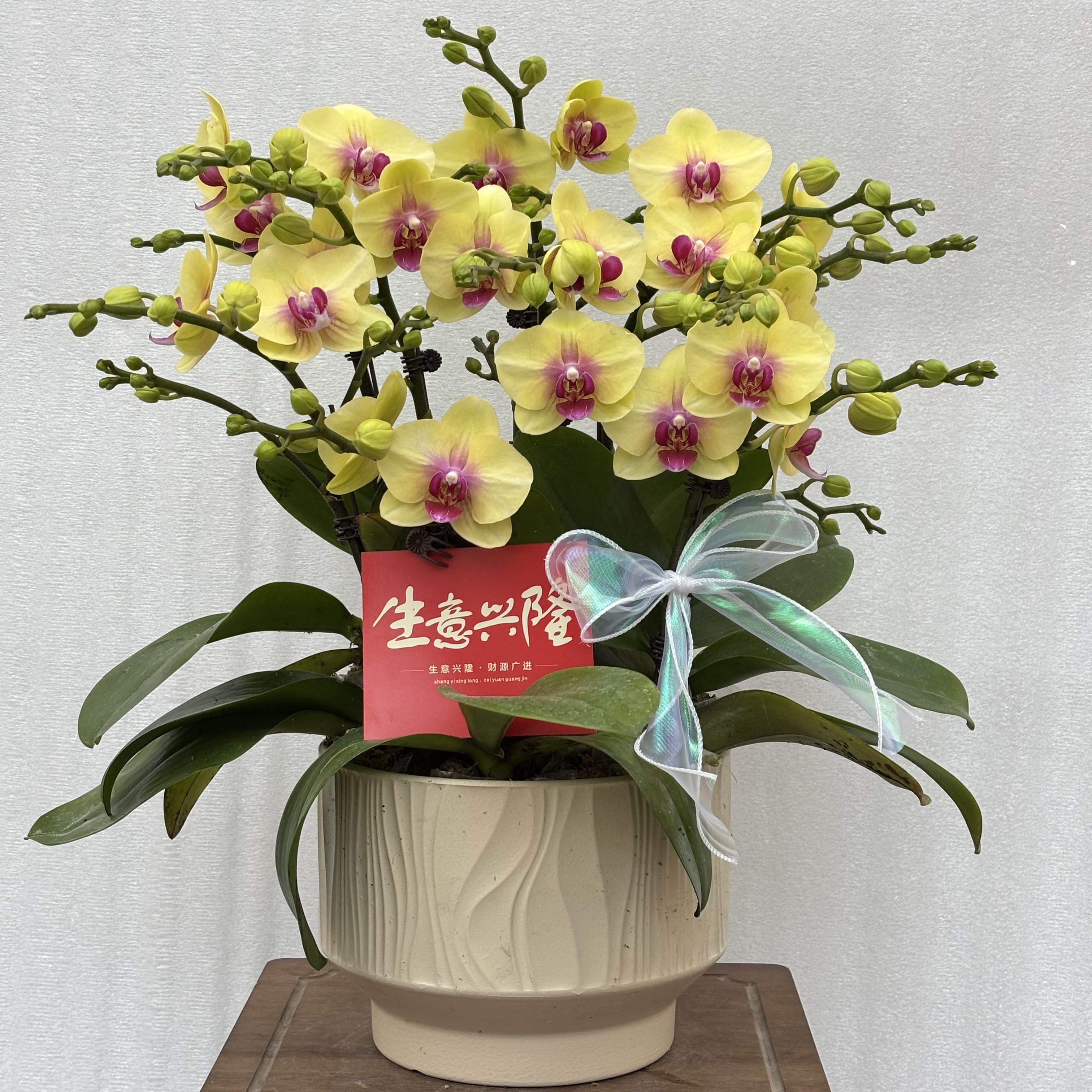 国之兰 [飞黄腾达] 经典款黄色蝴蝶兰室内花卉 基地直发