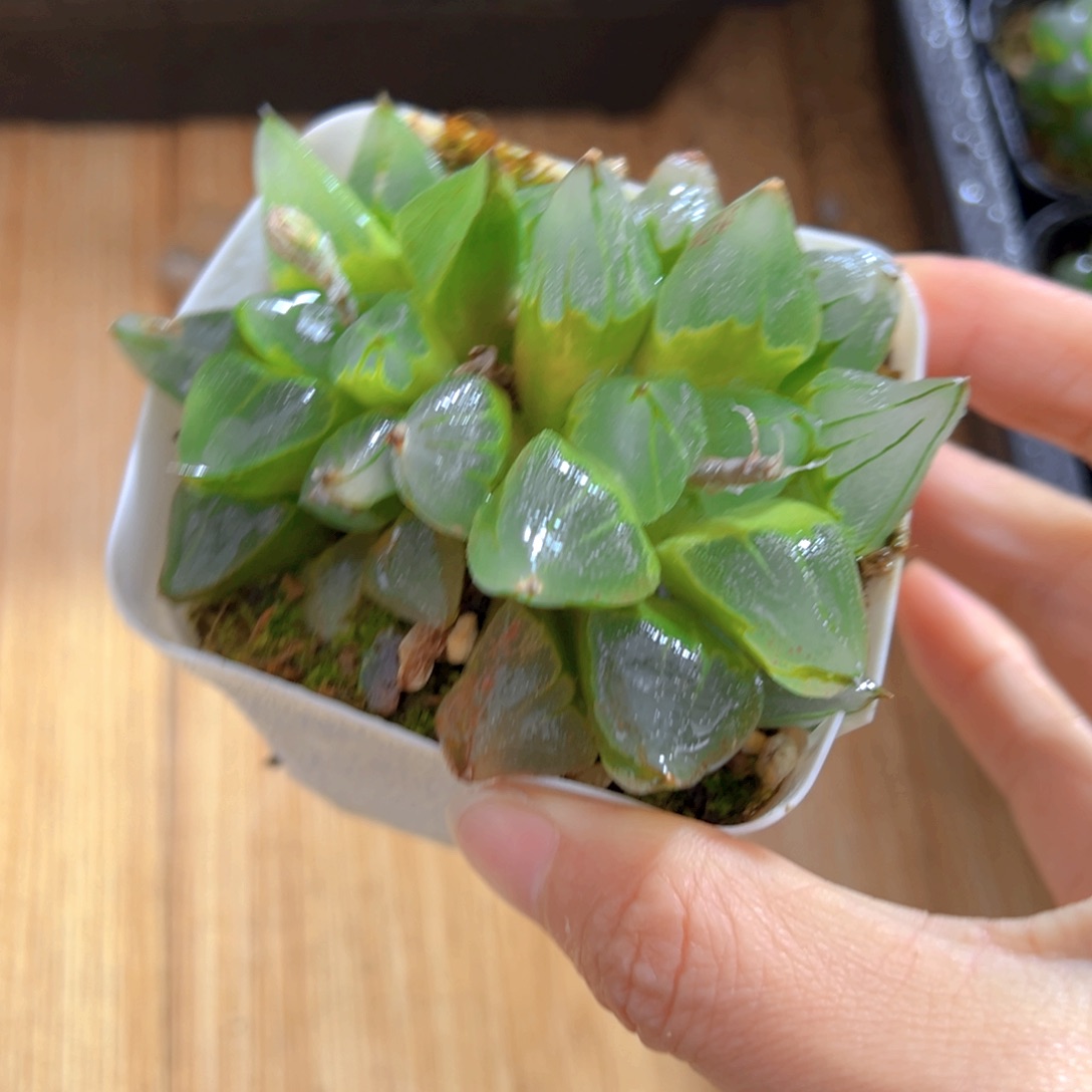 双头冰城寿玉露多肉一颗