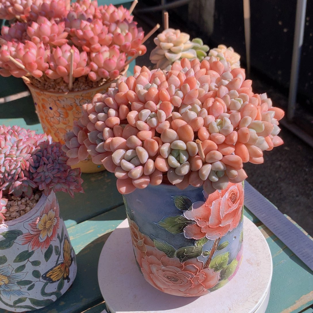 花瓣路朵朵无砍自然群