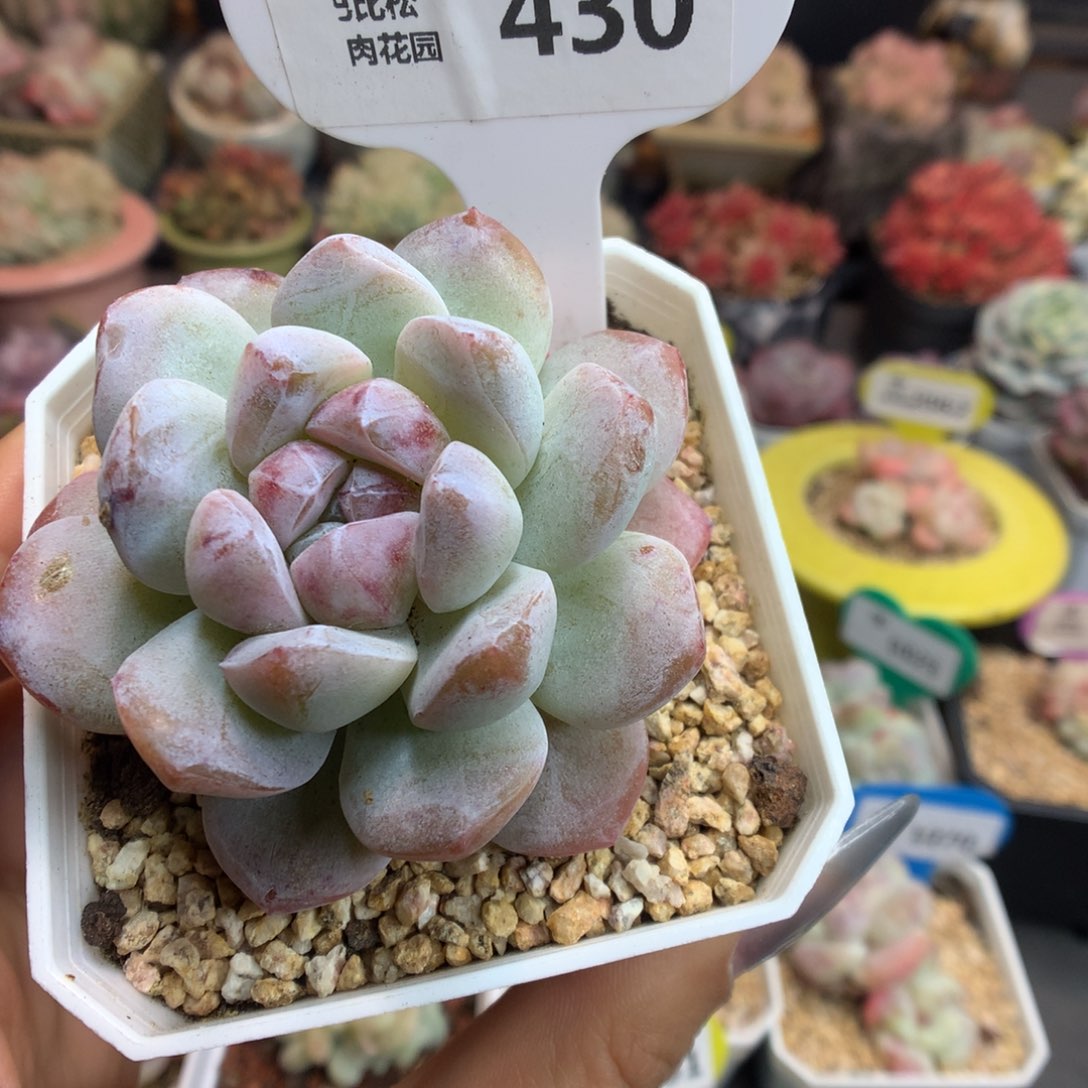 430新年快乐冰玉石化