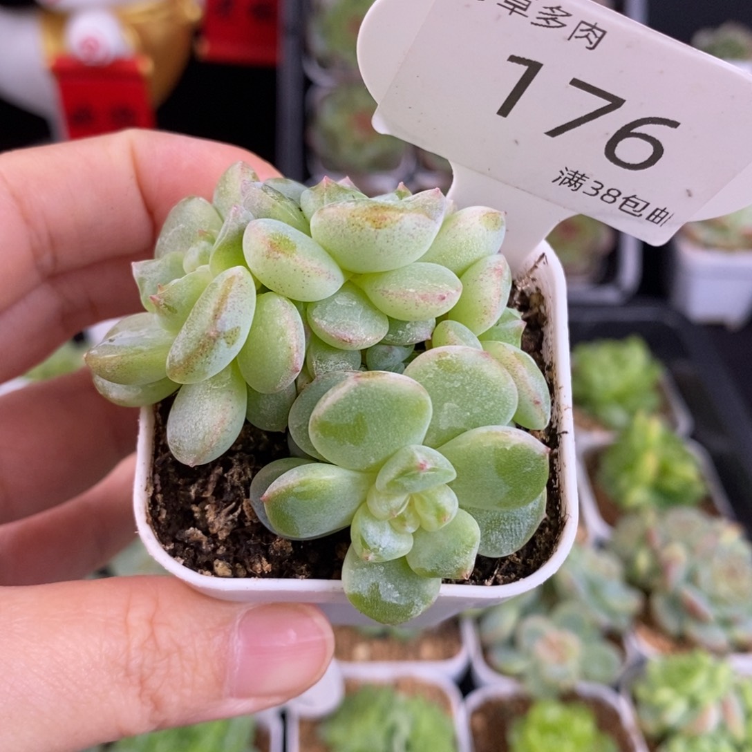 小白兔四头朵朵176号