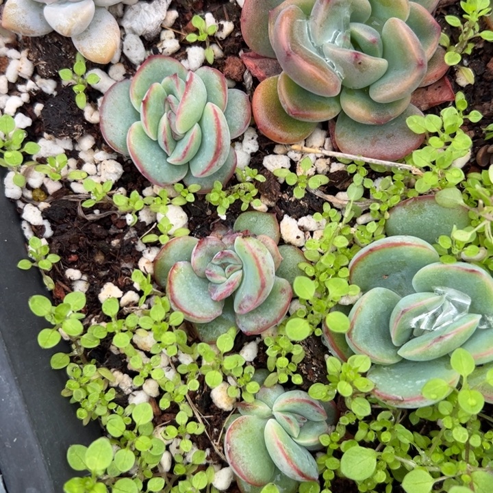 杨***杨晨露缀多肉植物多肉