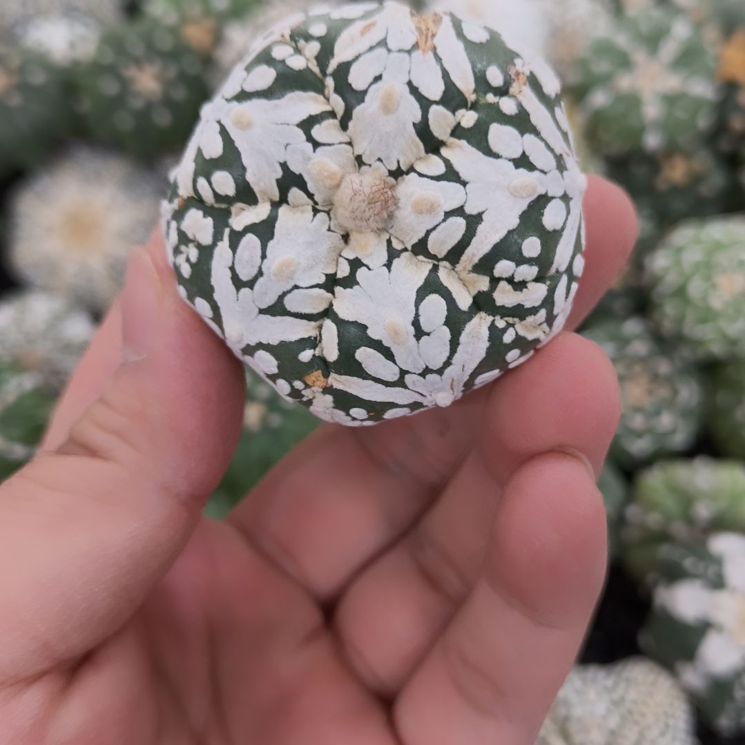 五棱五角星大V连线兜兜