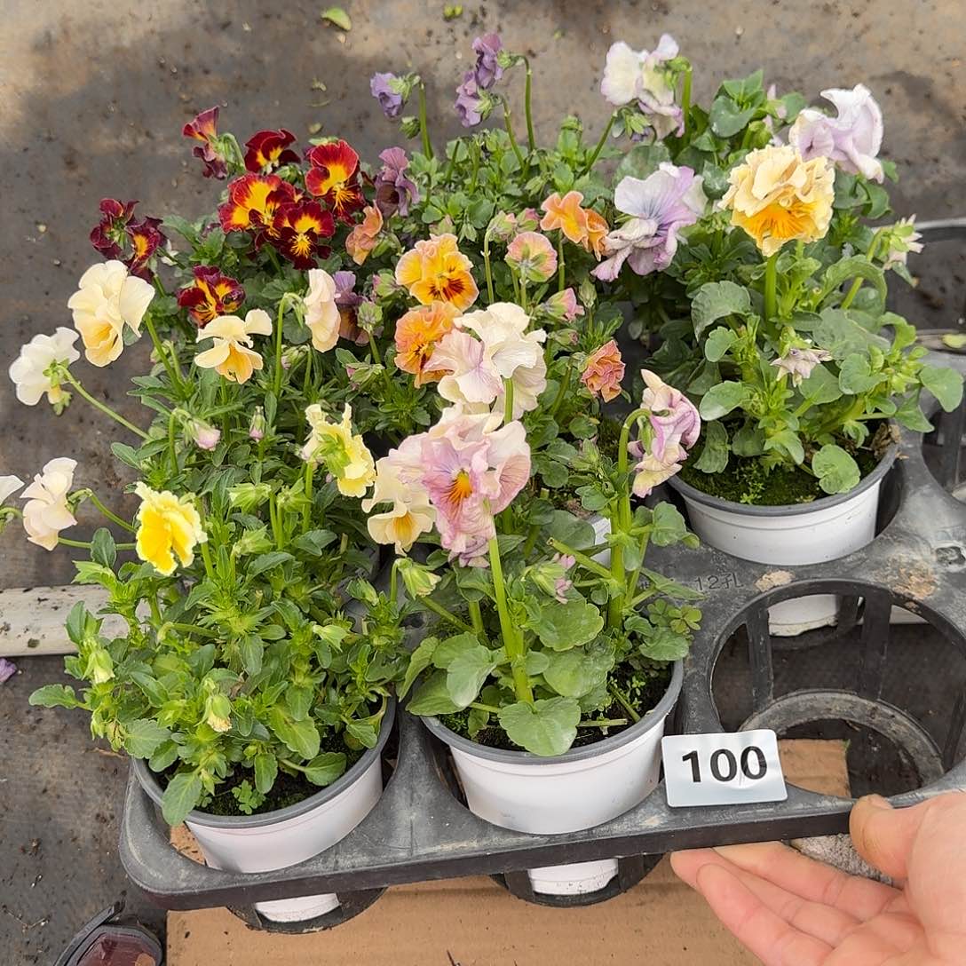 100号大花角堇清棚福利无售后