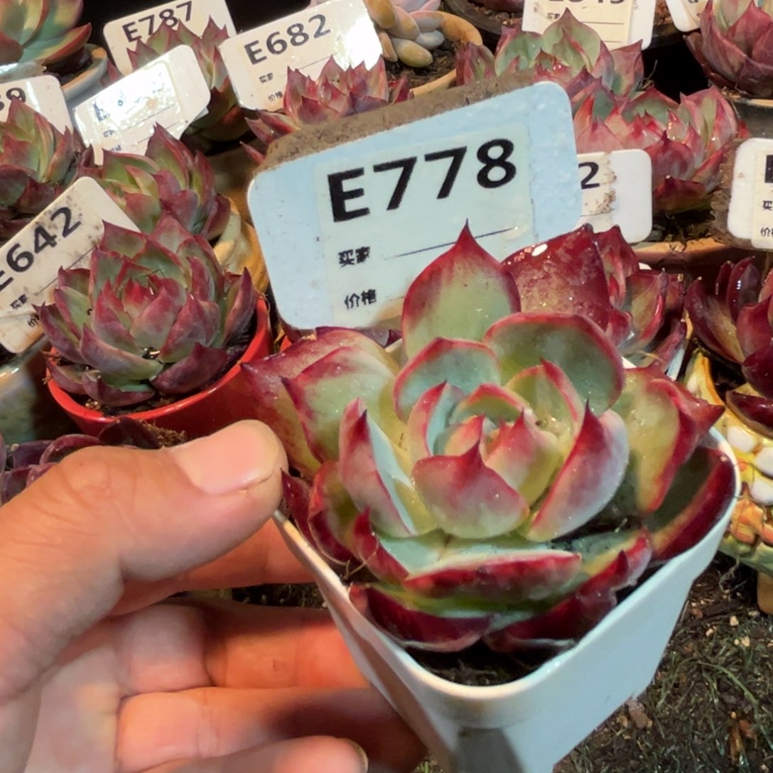 惊鸿一瞥778号多肉