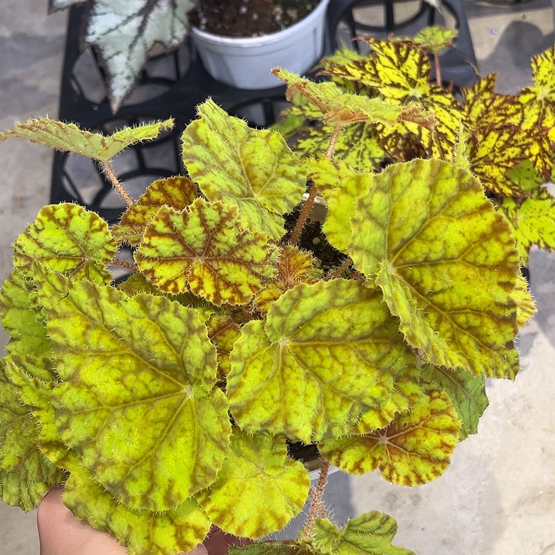 完全开放树莓蛋糕秋海棠