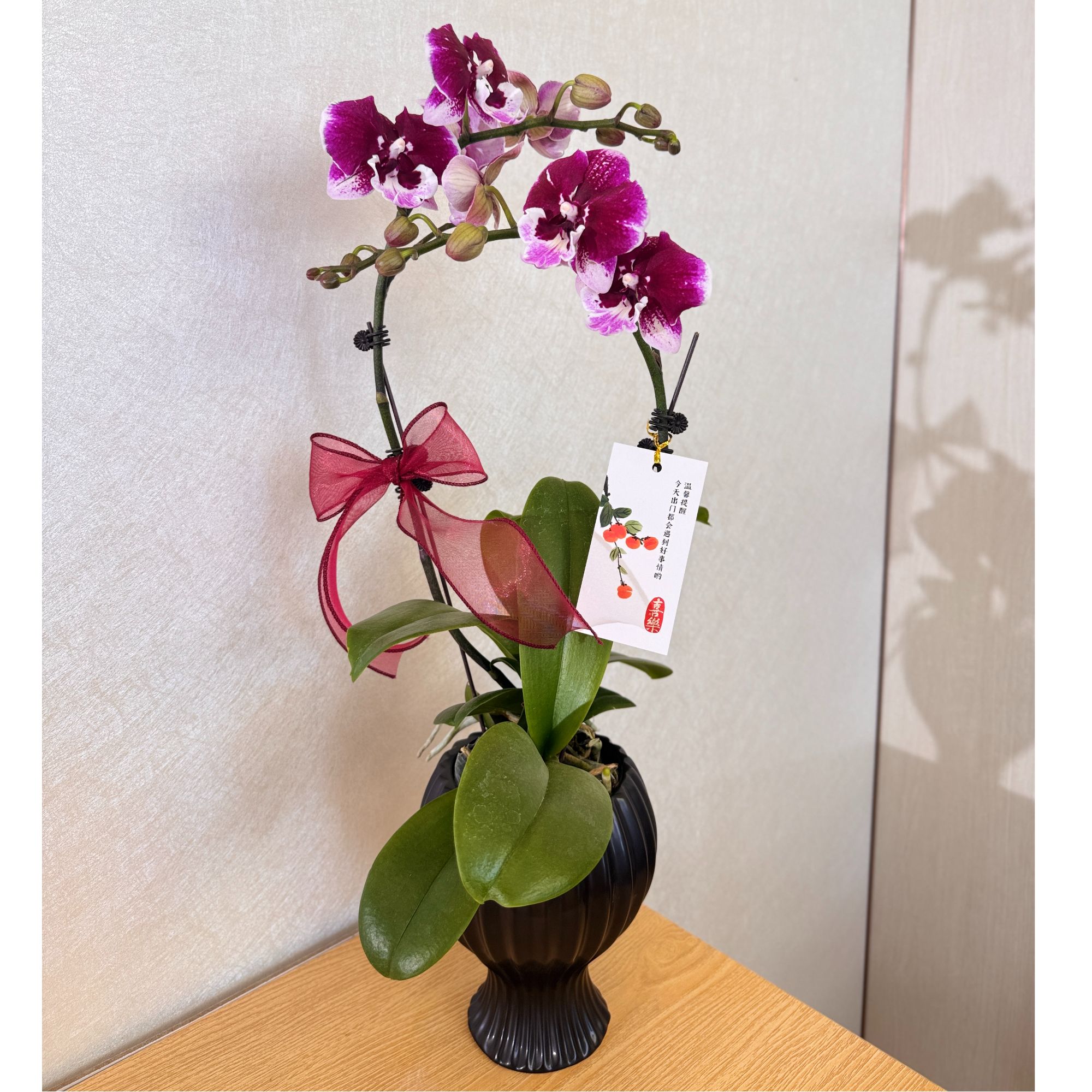 《玫瑰酱》蕾丝边黑红色系大花舌蝴蝶兰  高端年宵送礼绿植花卉摆件