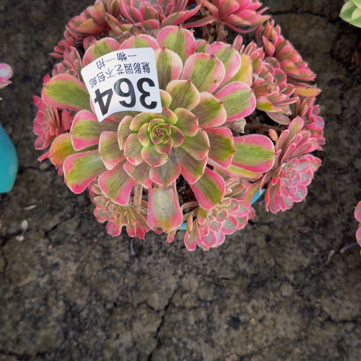 白月光花25-13包邮花花
