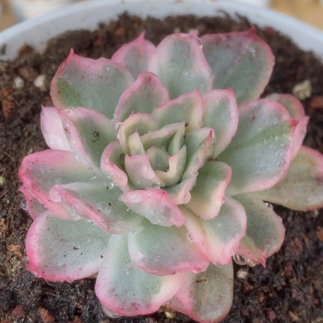 103仙影锦锦锦锦锦