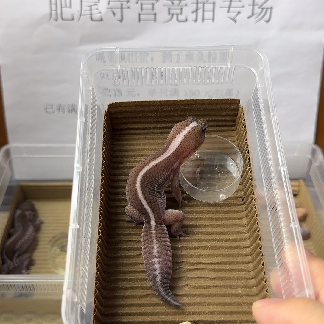 肥尾守宫直线奥祖妹妹