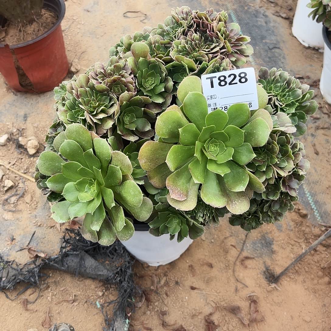 828玫瑰缀多肉植物