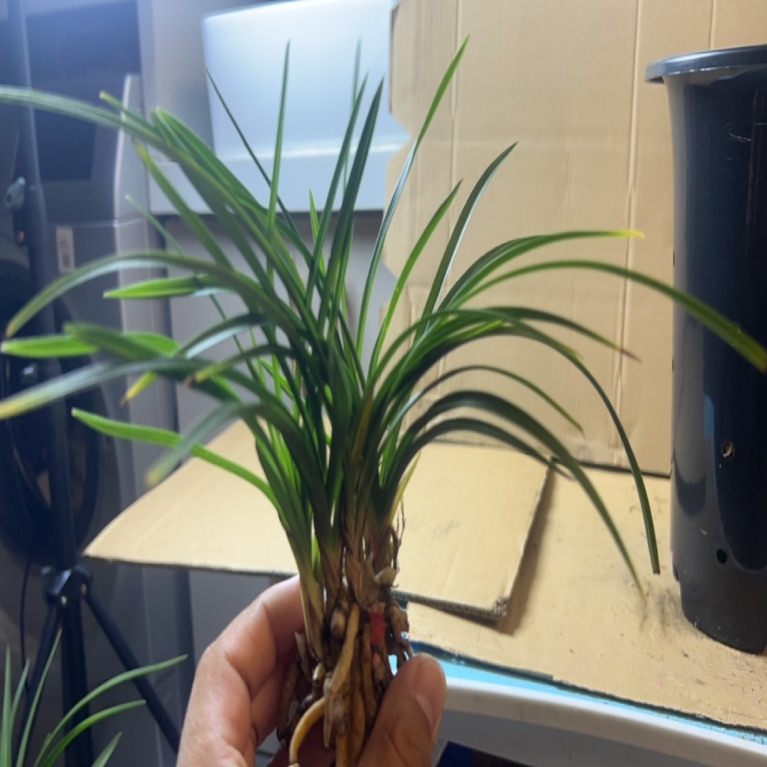 蕙兰   【一物一拍】  资源新品   自然养殖