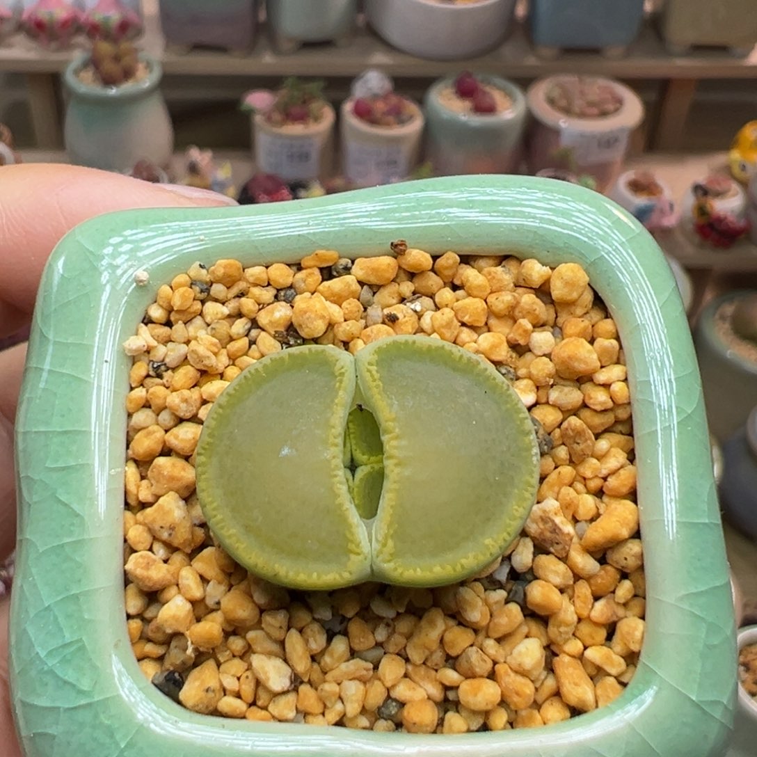 多肉植物176号绿宝石