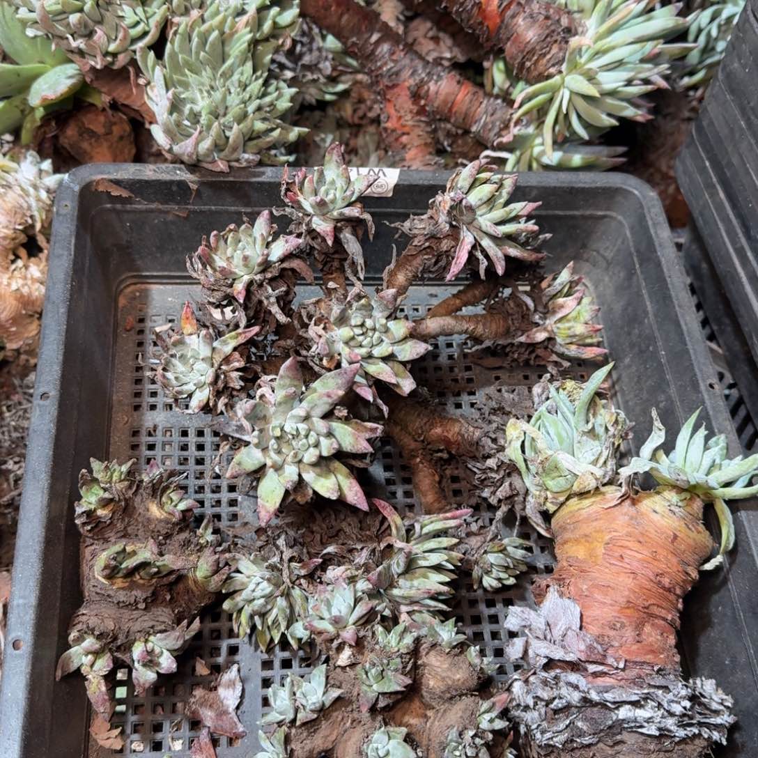 8260瑕疵框拍多肉