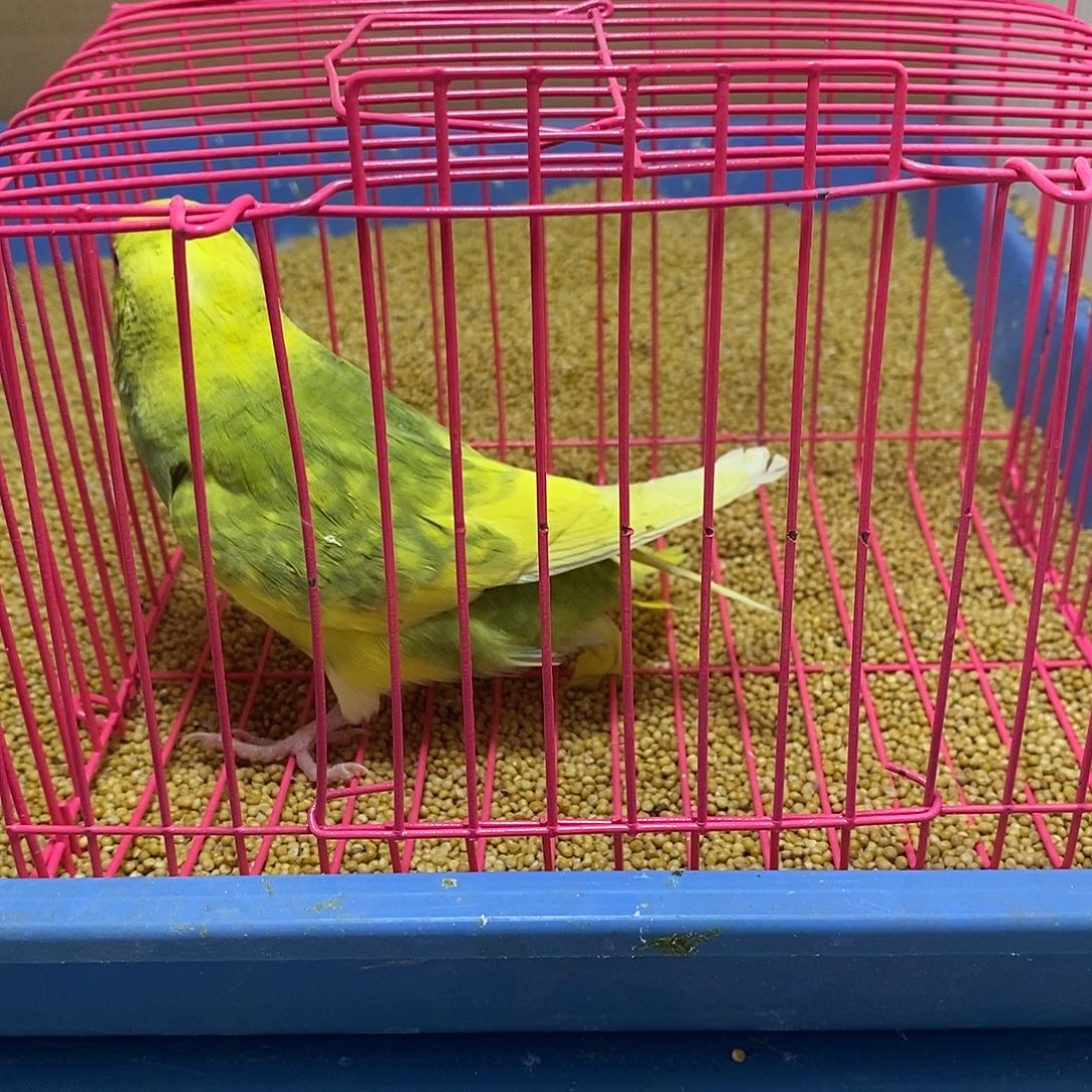 虎皮鹦鹉大头一只