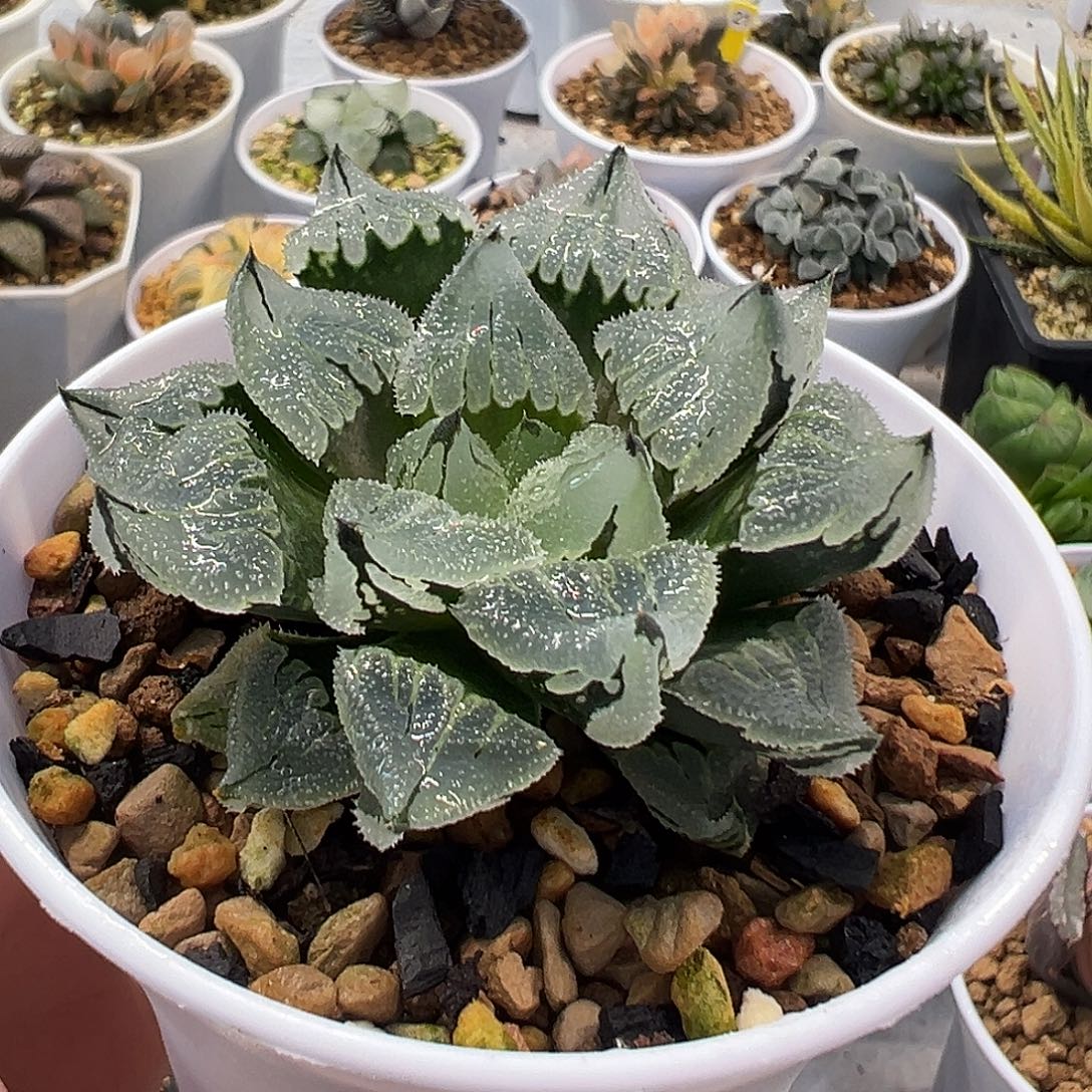 实生冰城十二卷多肉植物