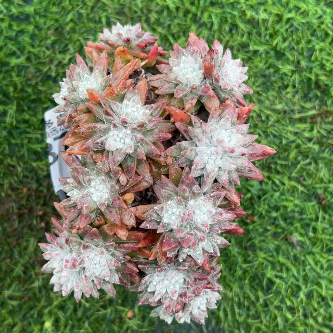 大脸白菊～一物一拍2526