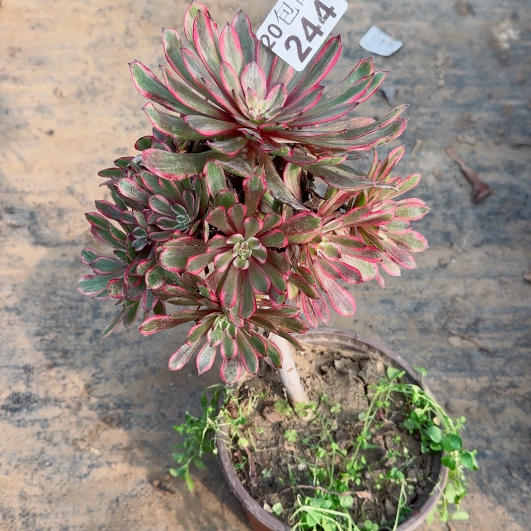 紫霞仙子244满20包邮断枝不包