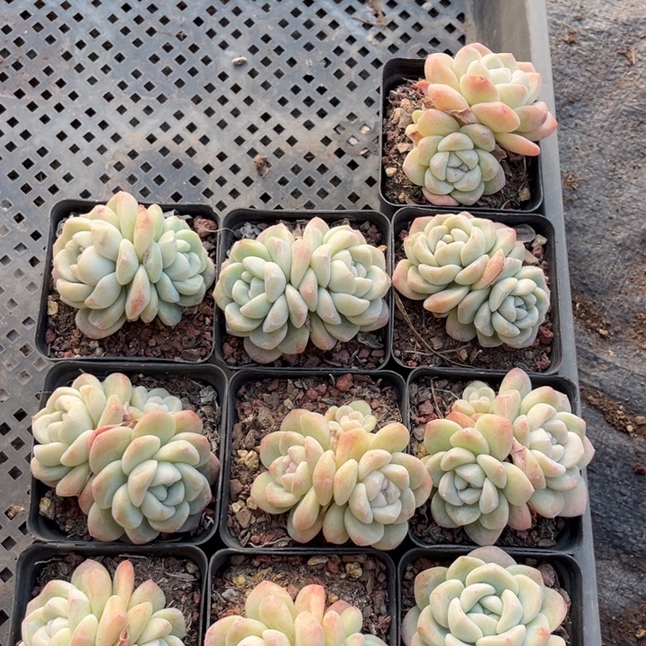 冰玉多肉七方盆一组10个