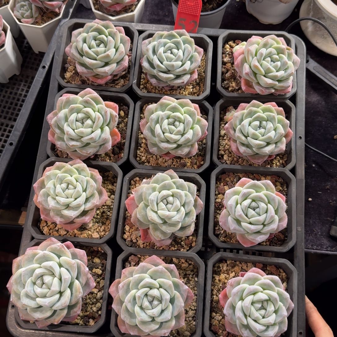 冰玉12颗带盆发一物一拍52