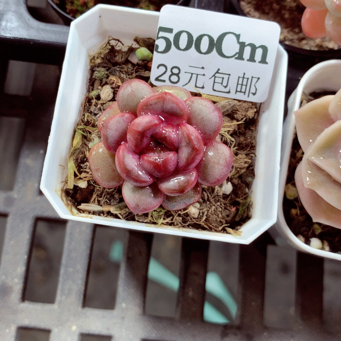 5厘米盆精控多肉500