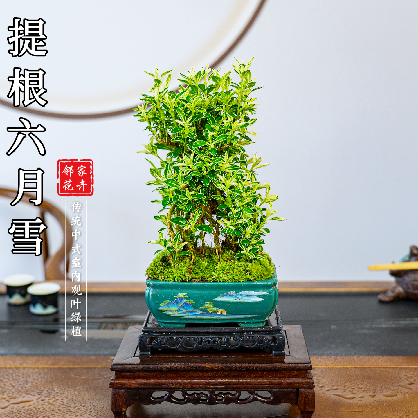 【老桩六月雪】提根六月雪花期六月喜阳喜水绿植盆栽叶片美观造型