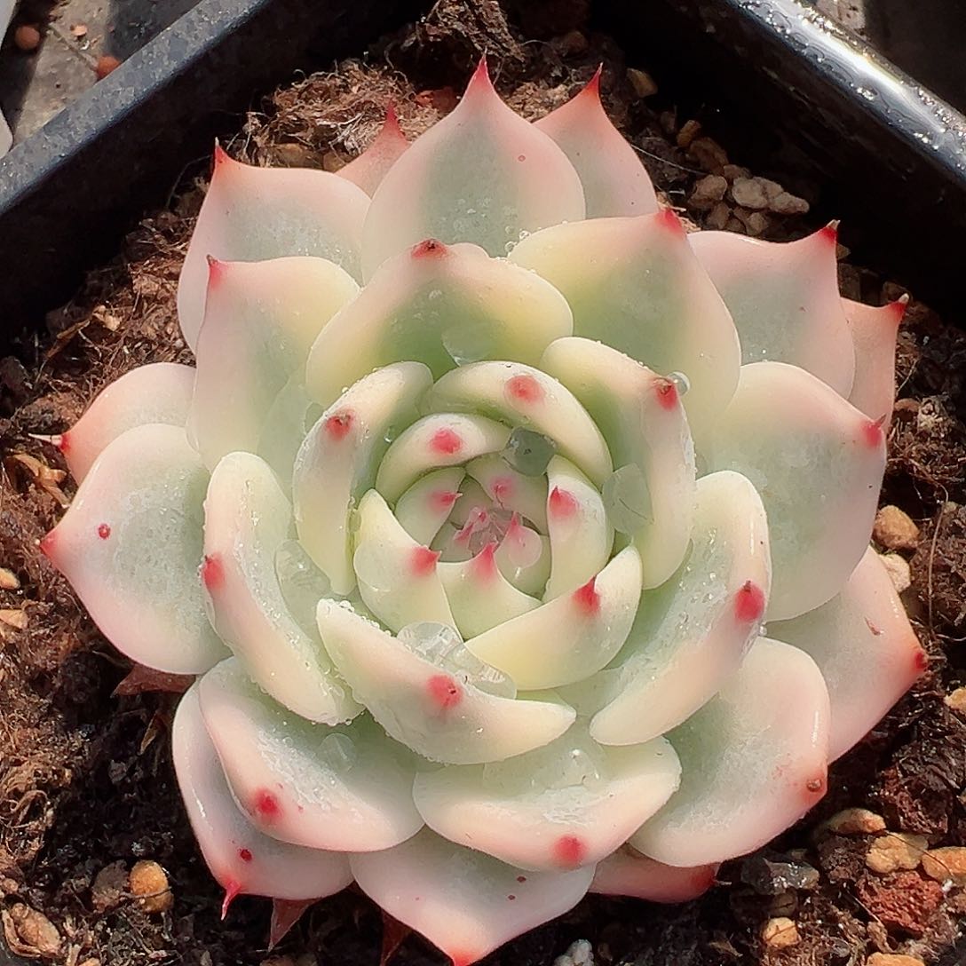 吉娃娃锦，覆轮锦