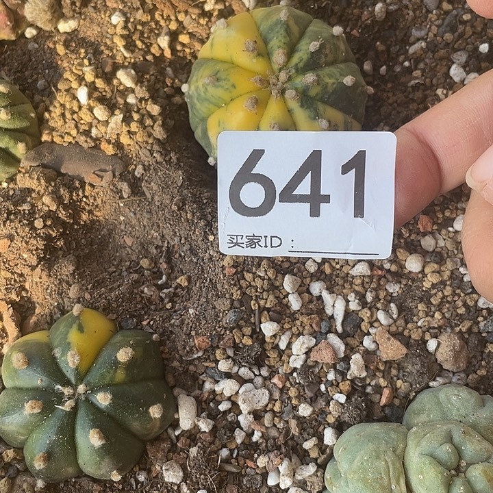 仙人球无花朵641号兜锦
