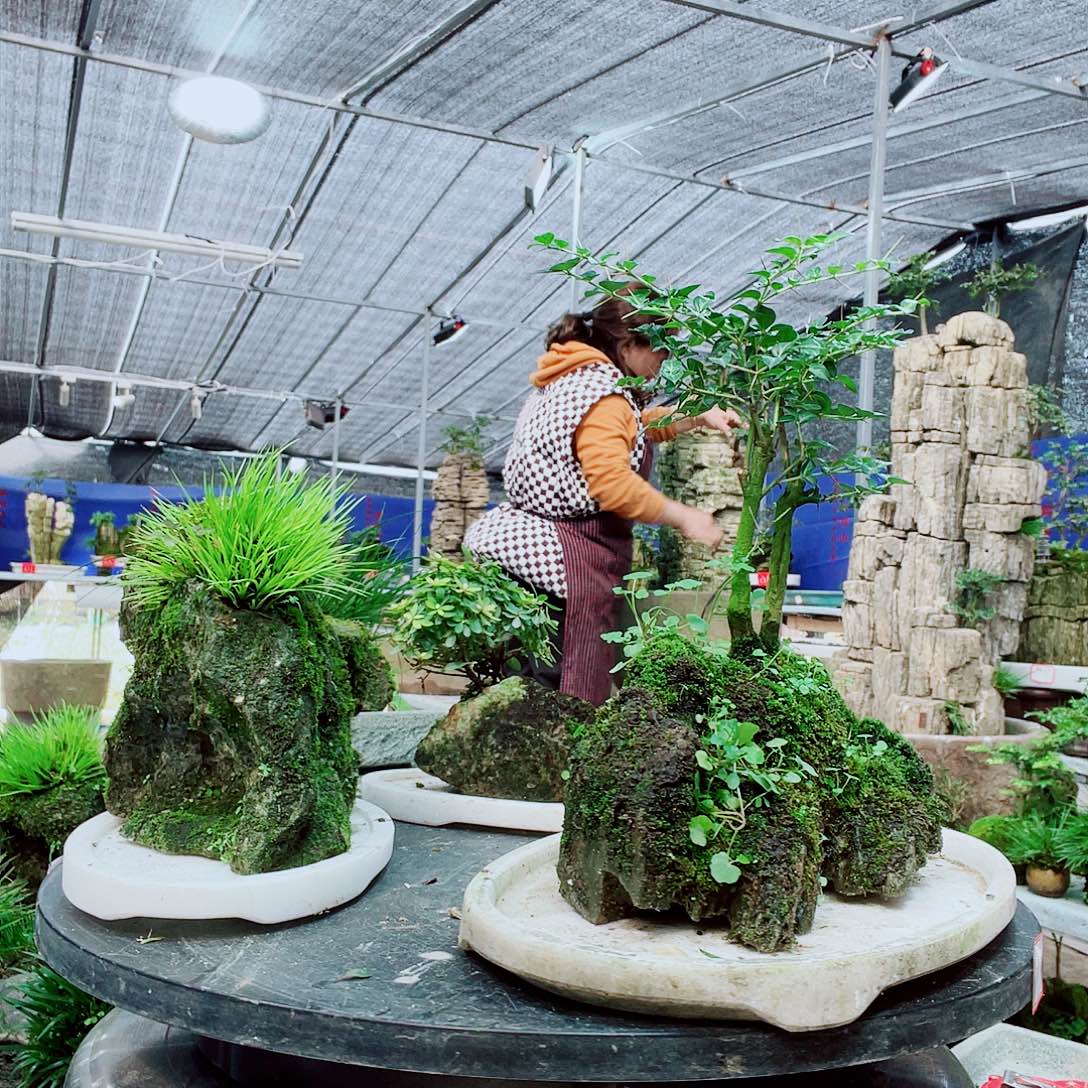 经***下当前无花栽培后可以开花海岛
