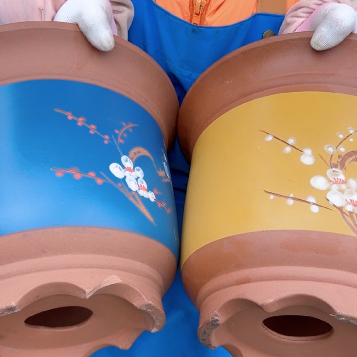 27蓝点菜金钟和27黄点菜金钟花盆