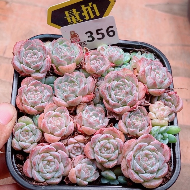 多肉植物多肉植物