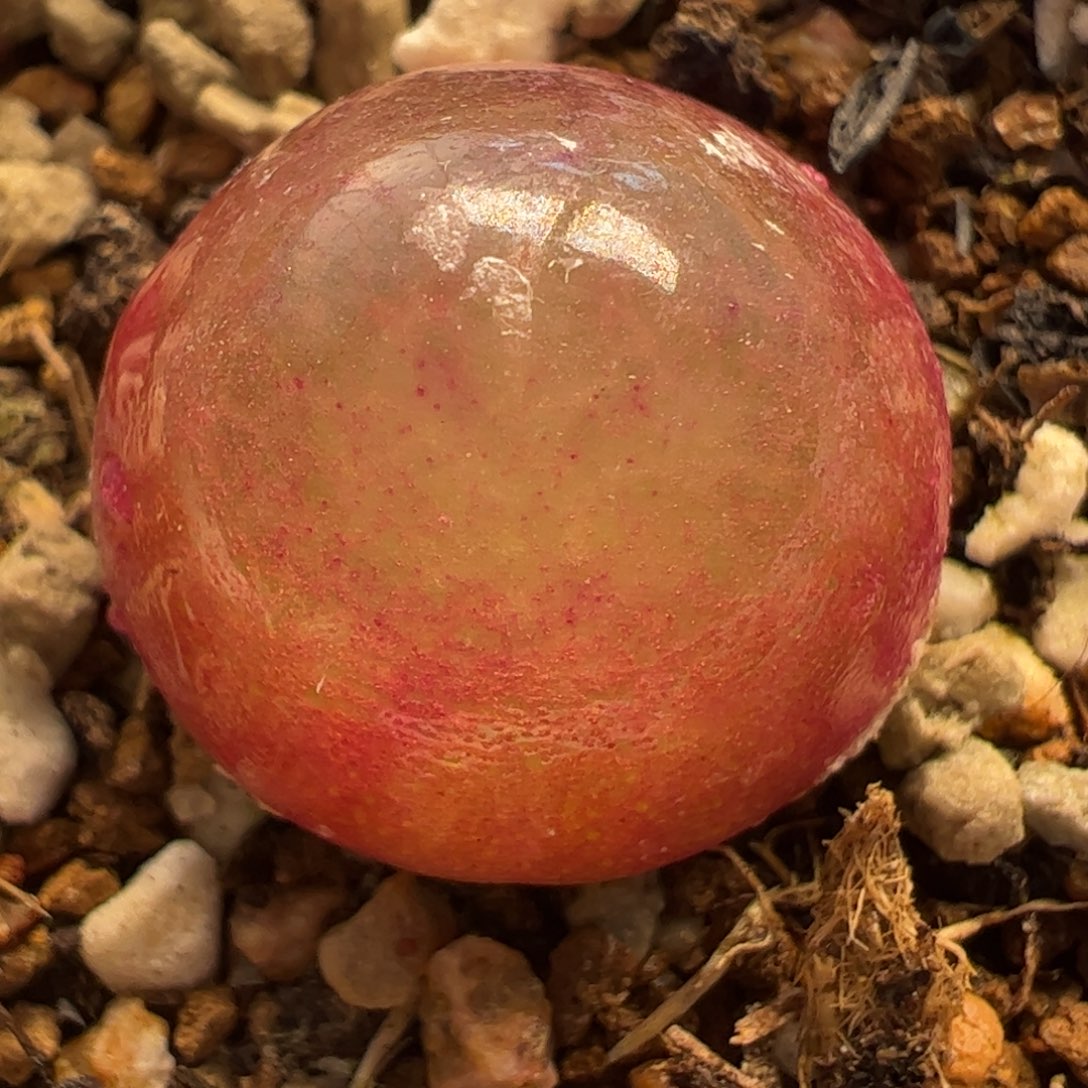 多肉植物百科785